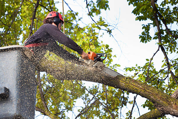 How Our Tree Care Process Works  in  Old Orchard, PA